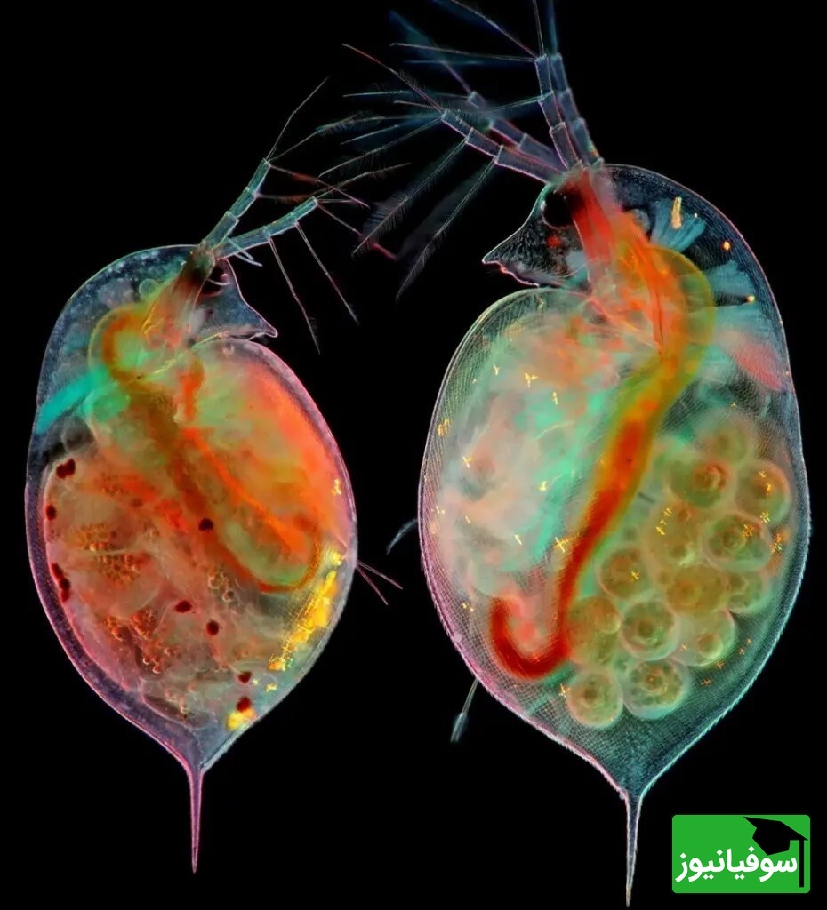 از تومور مغز موش تا بال پروانه/ برندگان مسابقه عکاسی میکروسکوپی نیکون 2024 لحظاتی شگفت‌آور را ثبت کردند