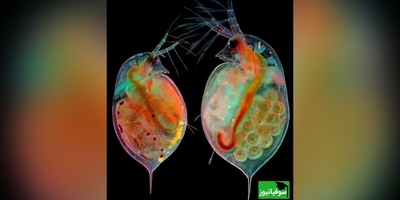 از تومور مغز موش تا بال پروانه/ برندگان مسابقه عکاسی میکروسکوپی نیکون 2024 لحظاتی شگفت‌آور را ثبت کردند