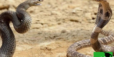 حیات وحش ؛ مستند حیات وحش حیوانات / نبرد مارهای سمی