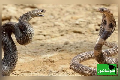 حیات وحش ؛ مستند حیات وحش حیوانات / نبرد مارهای سمی