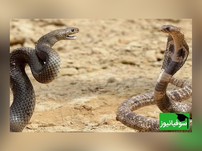 حیات وحش ؛ مستند حیات وحش حیوانات / نبرد مارهای سمی