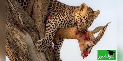 (ویدیو) حمله وحشیانه پلنگ به آغل گوسفندان/ تهاجمی که دل جنگل را لرزاند و سرنوشت گله را به خطر انداخت!