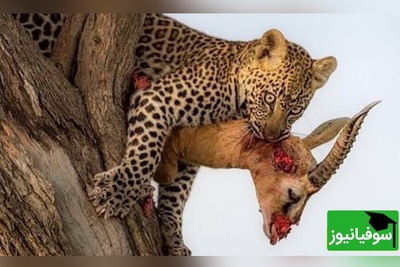 (ویدیو) حمله وحشیانه پلنگ به آغل گوسفندان/ تهاجمی که دل جنگل را لرزاند و سرنوشت گله را به خطر انداخت!