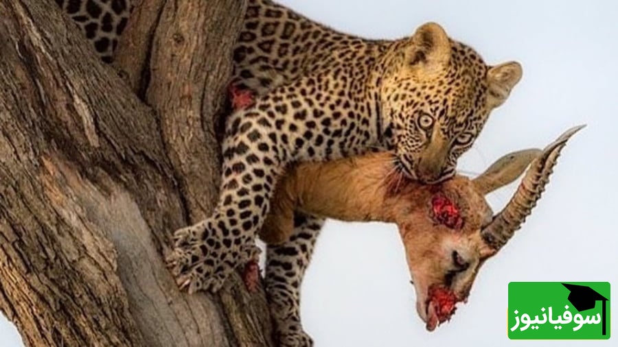 (ویدیو) حمله وحشیانه پلنگ به آغل گوسفندان/ تهاجمی که دل جنگل را لرزاند و سرنوشت گله را به خطر انداخت!