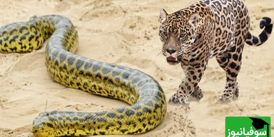 (ویدئو) مستند حیات وحش، راز بقا؛ شکار مار آناکوندا غول آسا توسط جگوار همه چیزخوار