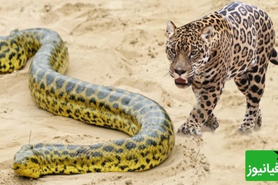 (ویدئو) مستند حیات وحش، راز بقا؛ شکار مار آناکوندا غول آسا توسط جگوار همه چیزخوار