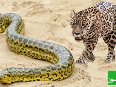 (ویدئو) مستند حیات وحش، راز بقا؛ شکار مار آناکوندا غول آسا توسط جگوار همه چیزخوار