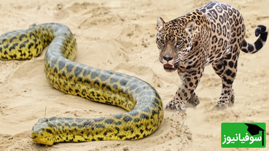 (ویدئو) مستند حیات وحش، راز بقا؛ شکار مار آناکوندا غول آسا توسط جگوار همه چیزخوار