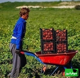 زنگ خلاقیت: ابتکار و نوآوری خنده‌دار کشاورز تبریزی در روش آبیاری جدید شاهکاریه برای خودش/ هنر نزد ایرانیان است و بس!