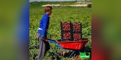 زنگ خلاقیت: ابتکار و نوآوری خنده‌دار کشاورز تبریزی در روش آبیاری جدید شاهکاریه برای خودش/ هنر نزد ایرانیان است و بس!