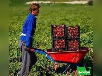 زنگ خلاقیت: ابتکار و نوآوری خنده‌دار کشاورز تبریزی در روش آبیاری جدید شاهکاریه برای خودش/ هنر نزد ایرانیان است و بس!