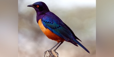 (ویدیو) رقص جادویی سارها در آسمان ایتالیا/ نمایش هماهنگی که باورنکردنی است!😍