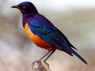 (ویدیو) رقص جادویی سارها در آسمان ایتالیا/ نمایش هماهنگی که باورنکردنی است!😍