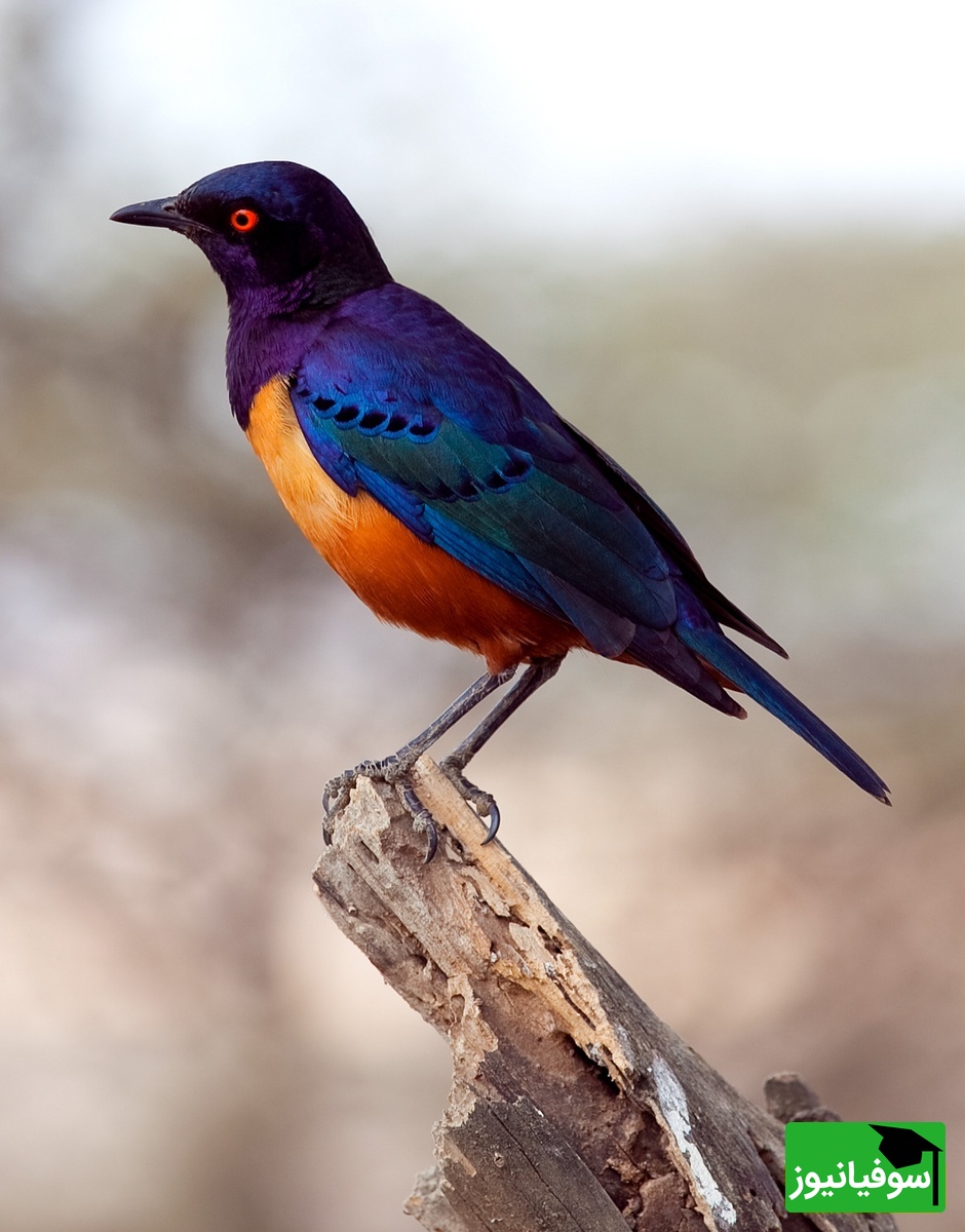 (ویدیو) رقص جادویی سارها در آسمان ایتالیا/ نمایش هماهنگی که باورنکردنی است!😍