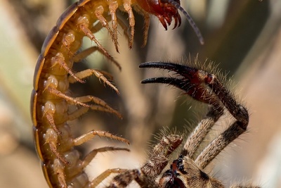 مستند حیات وحش/ نبرد دیدنی هزارپا و عنکبوت شتری+فیلم