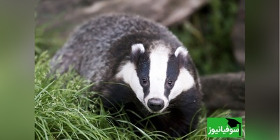 (ویدیو) استخر تبدیل به صحنه نجات شد/ دو گورکن گرفتار جان سالم به در بردند