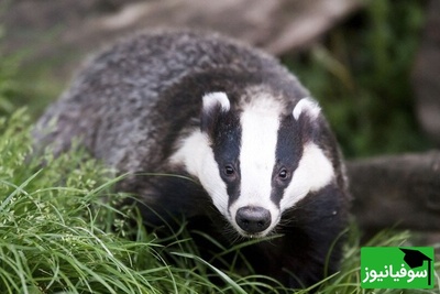 (ویدیو) استخر تبدیل به صحنه نجات شد/ دو گورکن گرفتار جان سالم به در بردند