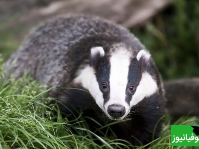 (ویدیو) استخر تبدیل به صحنه نجات شد/ دو گورکن گرفتار جان سالم به در بردند