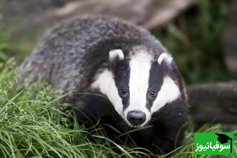 (ویدیو) استخر تبدیل به صحنه نجات شد/ دو گورکن گرفتار جان سالم به در بردند