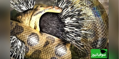 (ویدئو)ویژه علاقه مندان به  مستند حیات وحش حیوانات/ راز بقا: نبرد طاقت فرسای جوجه تیغی و مار کبری