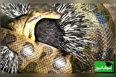 (ویدئو)ویژه علاقه مندان به  مستند حیات وحش حیوانات/ راز بقا: نبرد طاقت فرسای جوجه تیغی و مار کبری