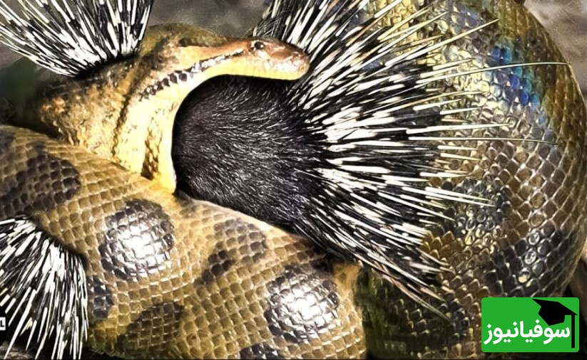 (ویدئو)ویژه علاقه مندان به  مستند حیات وحش حیوانات/ راز بقا: نبرد طاقت فرسای جوجه تیغی و مار کبری