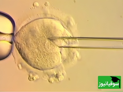 بریتانیا تاریخ‌ساز شد؛ نخستین نوزادان با سه والد ژنتیکی متولد شدند