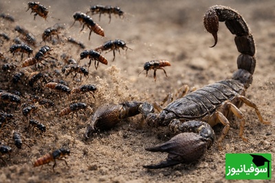 (ویدئو) مستند حیات وحش حیوانات/ نبرد هزار سوسک پرشی در مقابل عقرب
