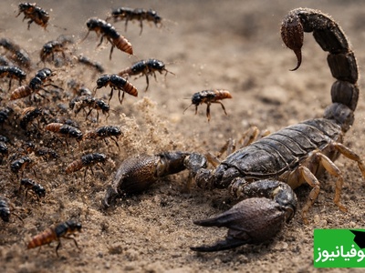 (ویدئو) مستند حیات وحش حیوانات/ نبرد هزار سوسک پرشی در مقابل عقرب