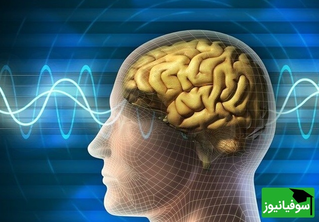 هشدار پزشکان برای زالو درمانی/ وقتی یک باور غلط می‌تواند فاجعه‌بار باشد!