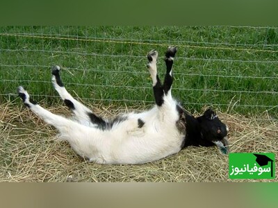 (ویدئو) بانمک‌ترین اختلال ژنتیکی در گونه‌ای از بزها/ سندرم بز غش یا بیماری تامسون چیست؟