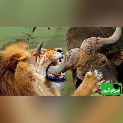 (ویدئو) مستند حیات وحش حیوانات/ راز بقا؛ این داستان: نبرد نفس‌گیر  بوفالوی وحشی و شیر