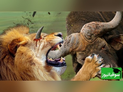 (ویدئو) مستند حیات وحش حیوانات/ راز بقا؛ این داستان: نبرد نفس‌گیر  بوفالوی وحشی و شیر