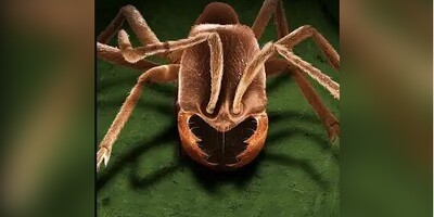 مورچه‌های قاتل، خطرناک‌ترین حشرات جهان