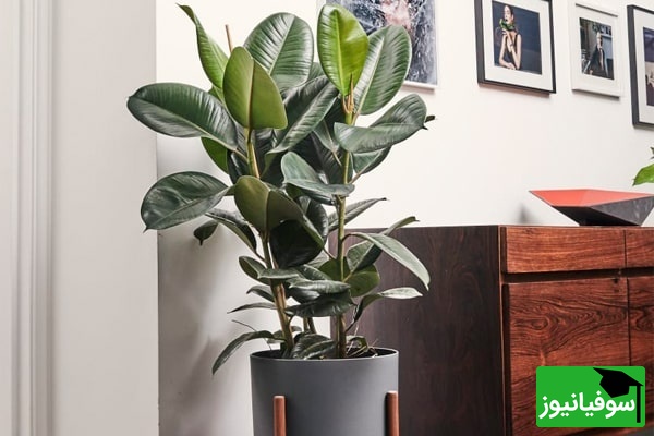 شرایط نگهداری فیکوس