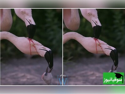 تغذیۀ جوجه فلامینگو با شیر قرمز رنگ+ ویدئو