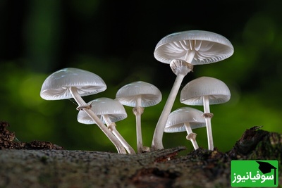وقتی طبیعت میدرخشد؛ تصاویر خیرهکننده قارچ شب را از دست ندهید!