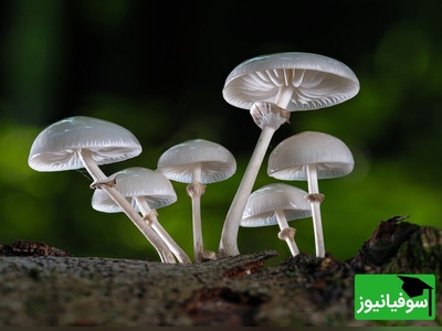 وقتی طبیعت می‌درخشد؛ تصاویر خیره‌کننده قارچ شب را از دست ندهید!