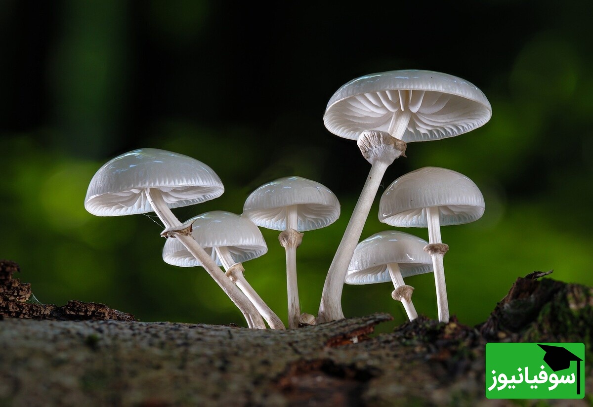 وقتی طبیعت میدرخشد؛ تصاویر خیرهکننده قارچ شب را از دست ندهید!