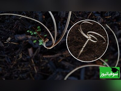 ویدیو/ جنگل‌کاری با بذر گیاه نوک لک‌لکی هرز/ رشد بذر مته‌ای و خاص گیاه بدون دخالت انسان