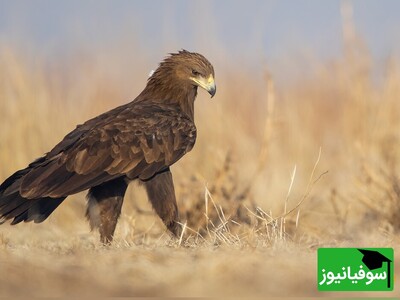 (ویدئو) رفتار عجیب عقاب‌ها که شما را شگفت‌زده خواهد کرد / پرنده‌ای که با قربانی کردن اعضای بدنش مانند ققنوس دوباره از خاکسترش متولد می‌شود!