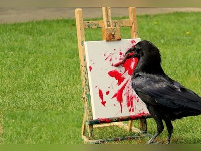 (ویدئو) نمایش هوش خارق‌العادهٔ کلاغ با موفقیت در تست هوش استفاده از ابزار