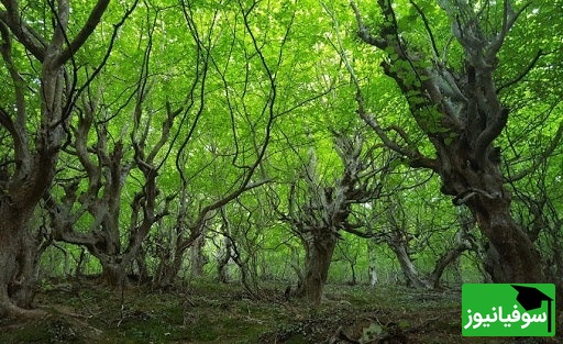 جنگل نقلهبر