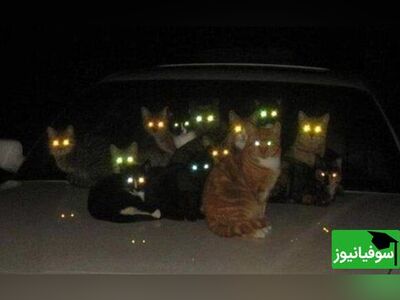 (ویدئو) حیوانات چه چیزی می‌بینند که انسان نمی‌بیند؟/ دنیا از نگاه حیوانات...