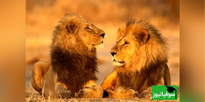 حیات وحش؛ مستند حیات وحش حیوانات / ترس خنده دار شیر نر از ماده