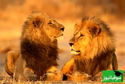 حیات وحش؛ مستند حیات وحش حیوانات / ترس خنده دار شیر نر از ماده