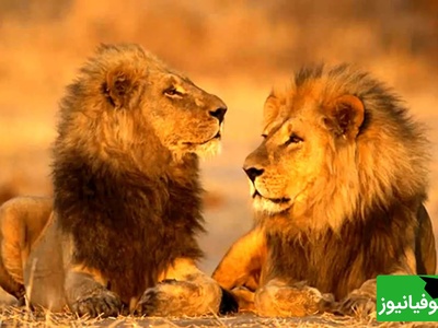 حیات وحش؛ مستند حیات وحش حیوانات / ترس خنده دار شیر نر از ماده