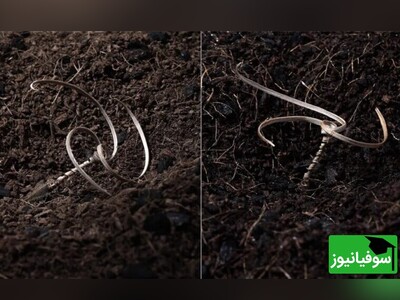 (ویدئو) تکنولوژی بذرهای هوشمند الهام‌گرفته از طبیعت؛ راهی شگفت‌انگیز برای جنگل‌کاری در دل زمین‌های دورافتاده و بکر که می‌تواند محیط زیست را نجات دهد