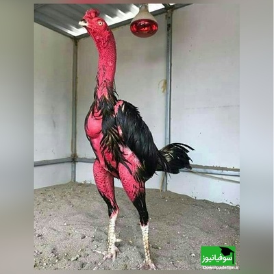 (ویدئو) مستند حیات وحش حیوانات/ راز بقا؛ این داستان: نبرد شگفت انگیز و باورنکردنی خروس لاری با گراز