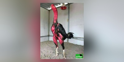(ویدئو) مستند حیات وحش حیوانات/ راز بقا؛ این داستان: نبرد شگفت انگیز و باورنکردنی خروس لاری با گراز